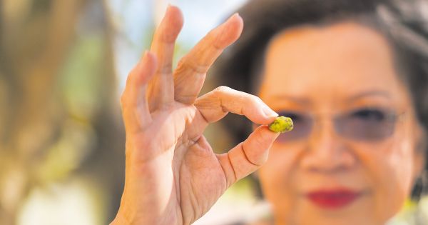 Eine Frau hält fokussiert eine kleine grüne Frucht zwischen ihren Fingern.