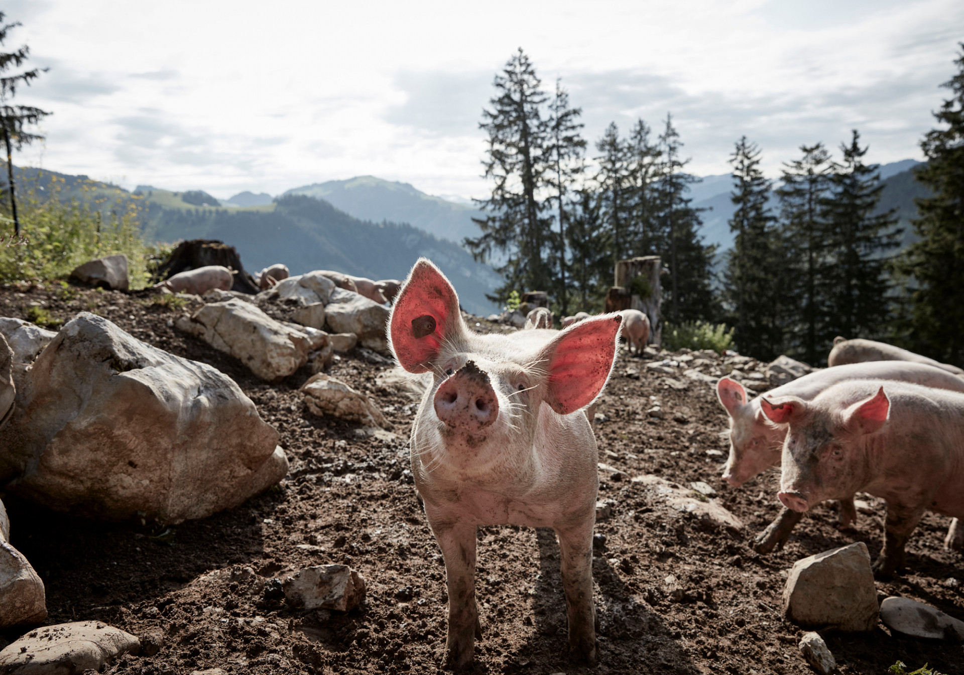 Alpschwein L`Étivaz Paquier Getaz
