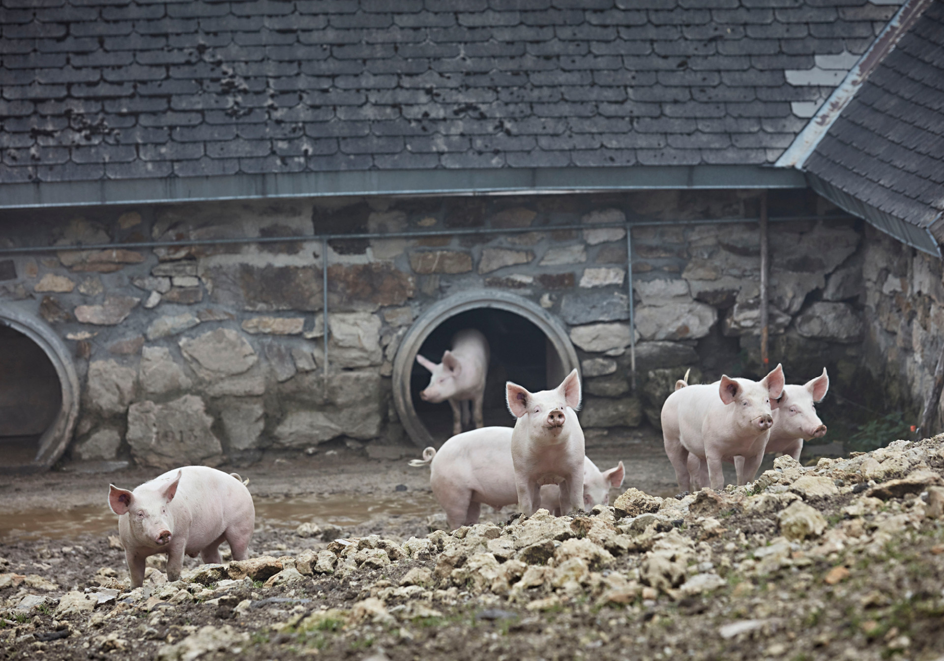Alpschwein St. Galler Oberland Tamons