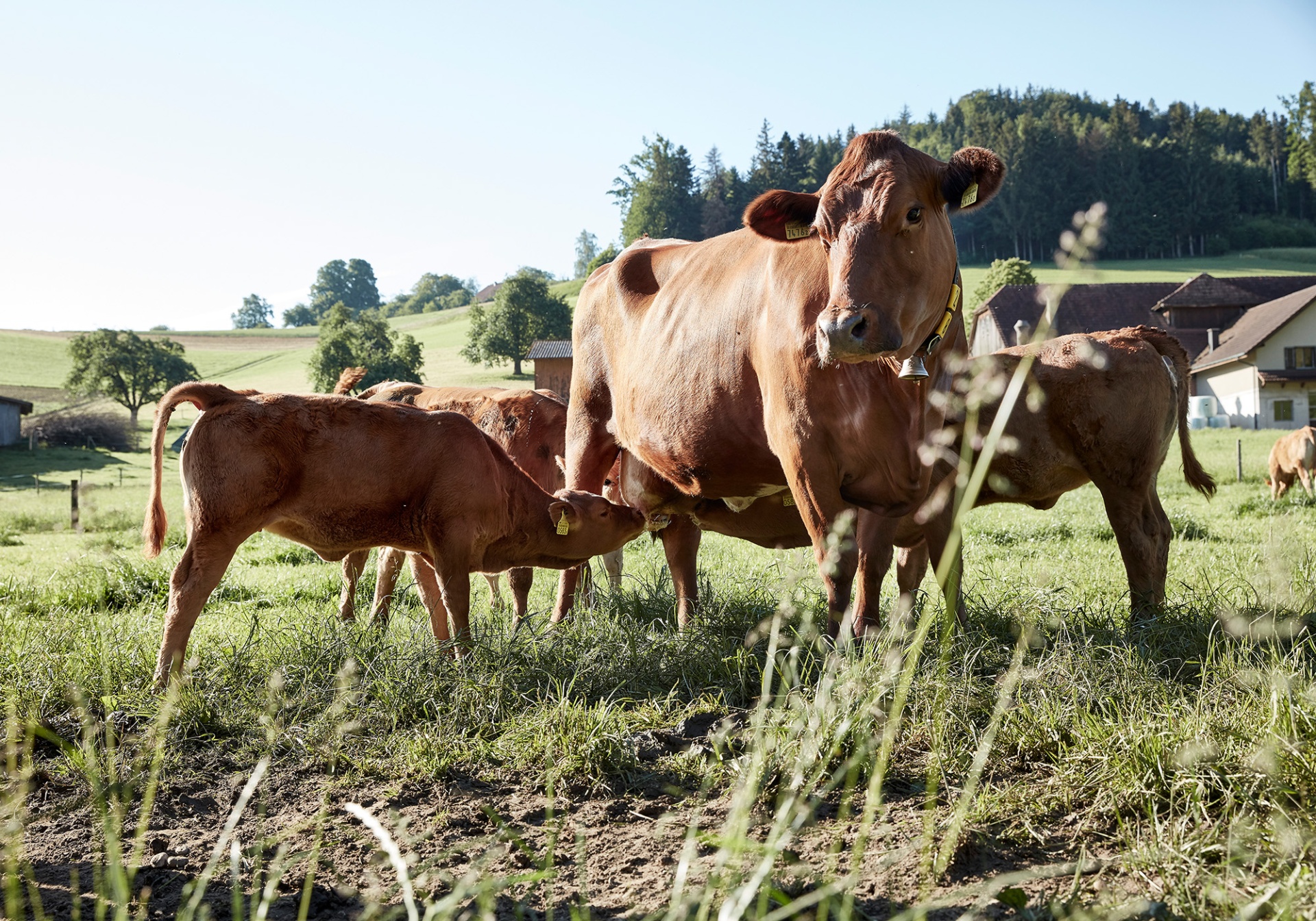 Kalb trinkt Milch von der Mutterkuh