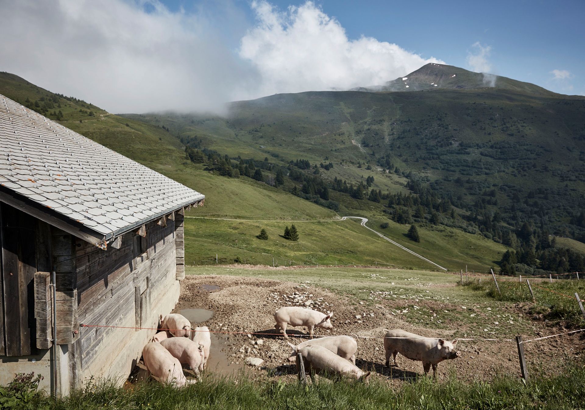 Kalb trinkt Milch von der Mutterkuh